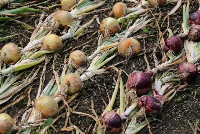 Самый лучший показатель того, что лук созрел – это сворачивание листвы