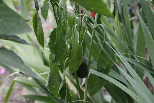 Признаки фитоплазмоза у болгарского перца