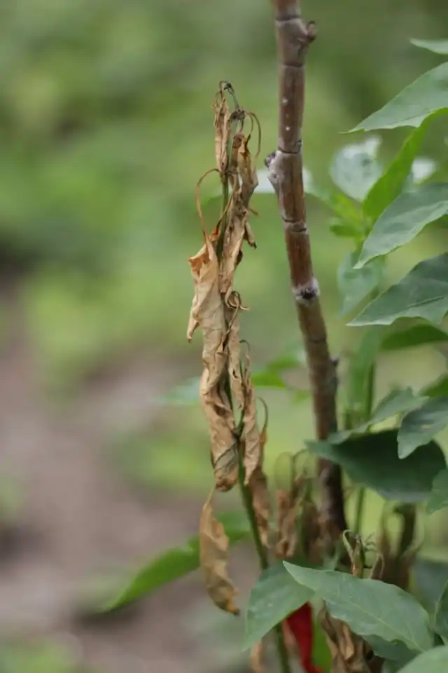 Признаки поражения фузариозом болгарского перца