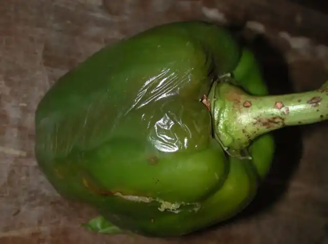 Признаки мягкой бактериальной гнили у перца