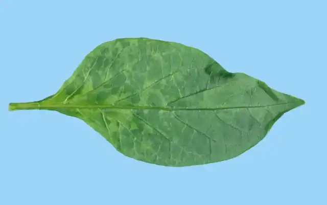 Табачная мозаика перца