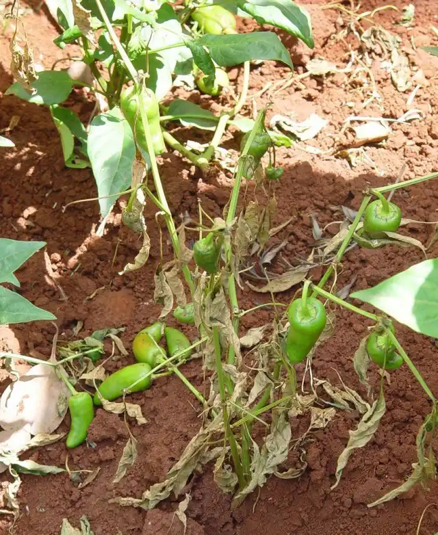 Молниеносное бактериальное увядание перца