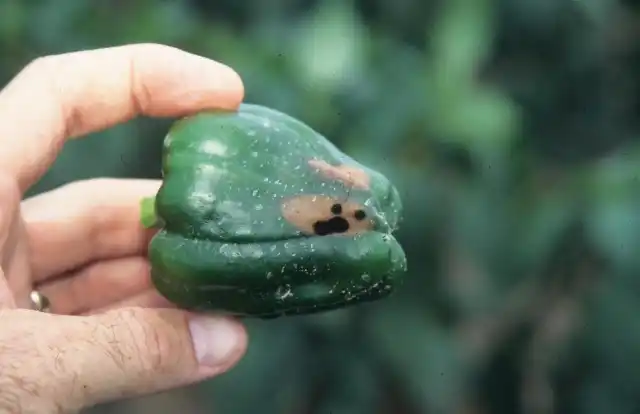 Кладоспориоз, или бурая пятнистость на перце