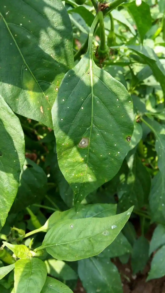 Церкоспороз на листьях перца