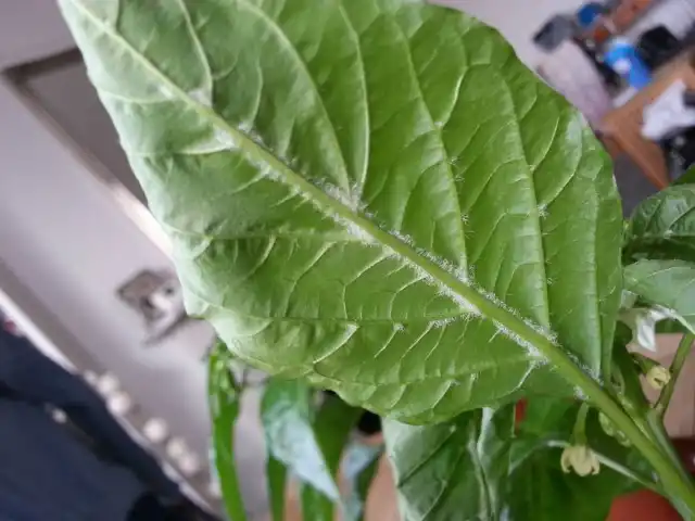 Мучнистая роса на листьях перца