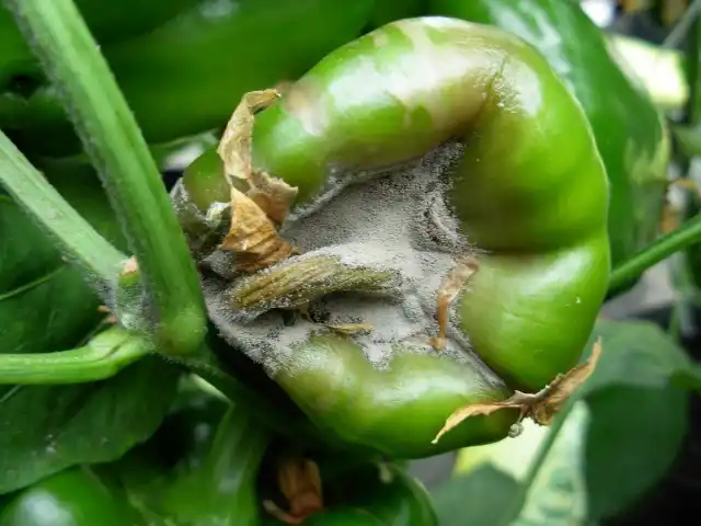 Серая гниль на перце