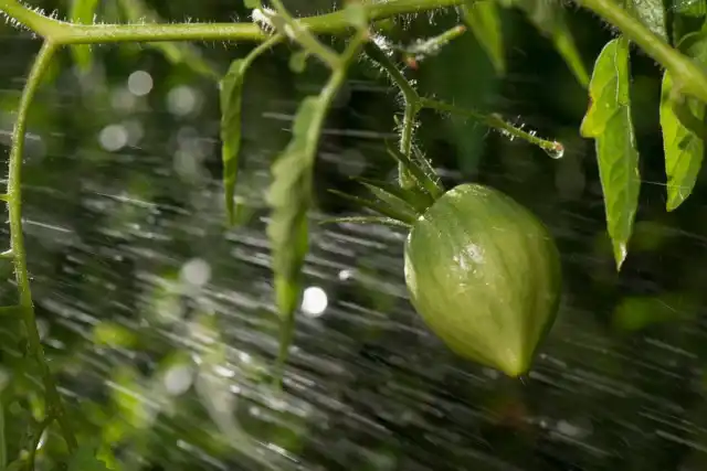 Пока плоды томатов только формируются, поливайте растения обильно и регулярно