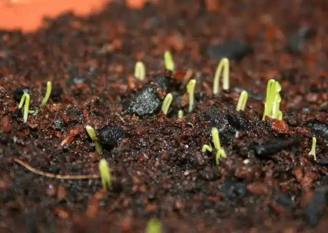 Всходы лука-батун