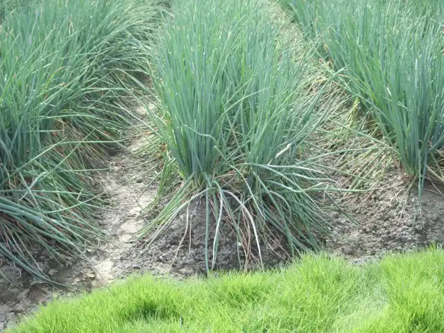 Лук-батун на грядке