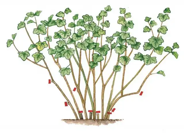 Омолаживающую обрезку кустов смородины старше семи лет лучше проводить не за один сезон