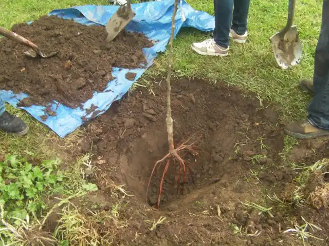 Перед тем, как посадить дерево на участке, проверьте его совместимость с соседними