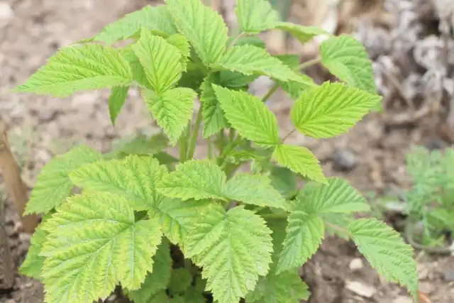 В мае, до цветения малины, важно провести еще одну обработку против вредителей и болезней