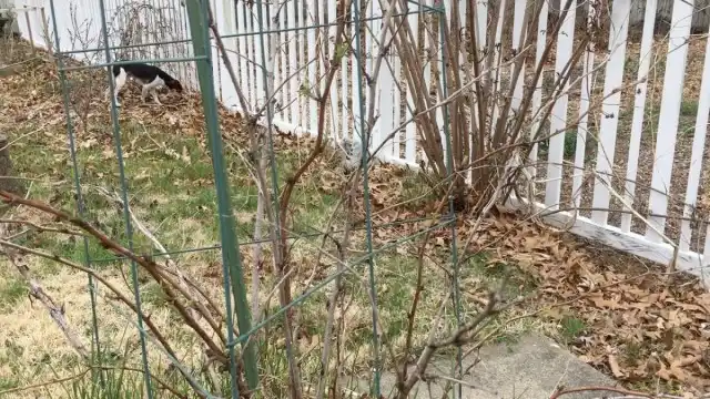 В апреле хорошо осмотрите кусты малины на наличие болезней и вредителей