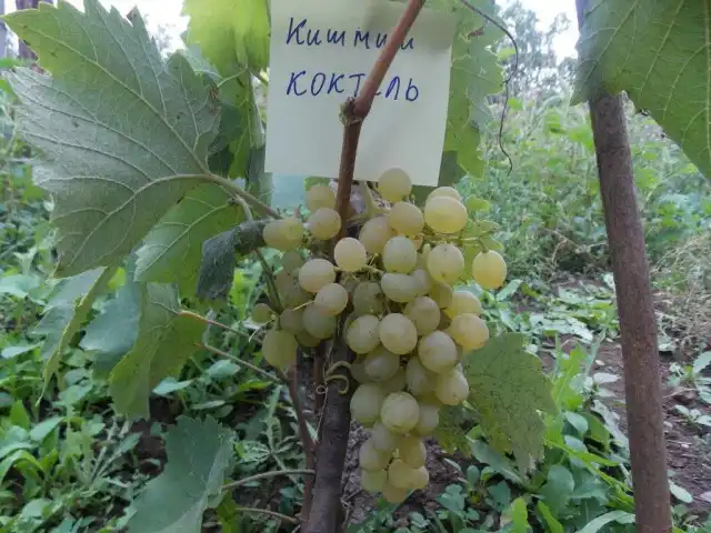 Виноград «Коктейль»