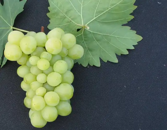 Виноград «Нежность»