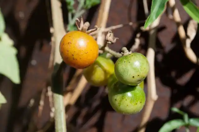 Бактериозы - общие заболевания для томатов и открытого грунта, и тепличных