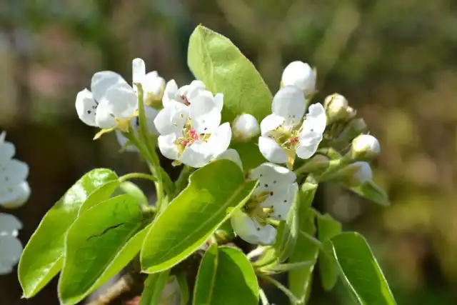 Груша может цвести, но не плодоносить из-за плохого опыления