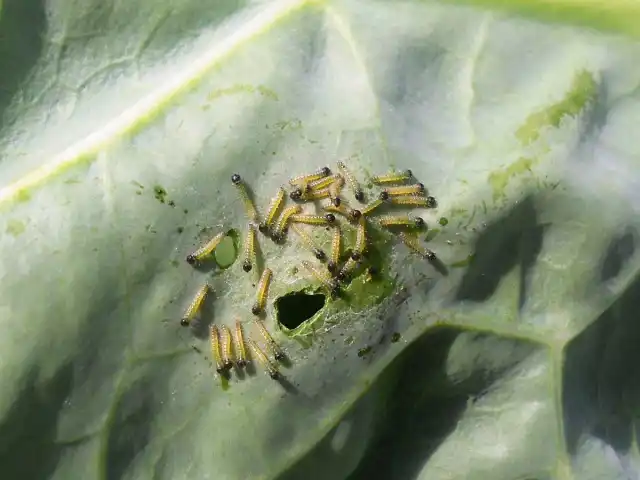 С гусеницами можно побороться с помощью луковой шелухи