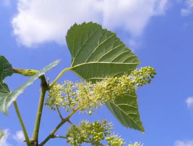 Вирусные инфекции - одна из причин сбрасывания завязи виноградом