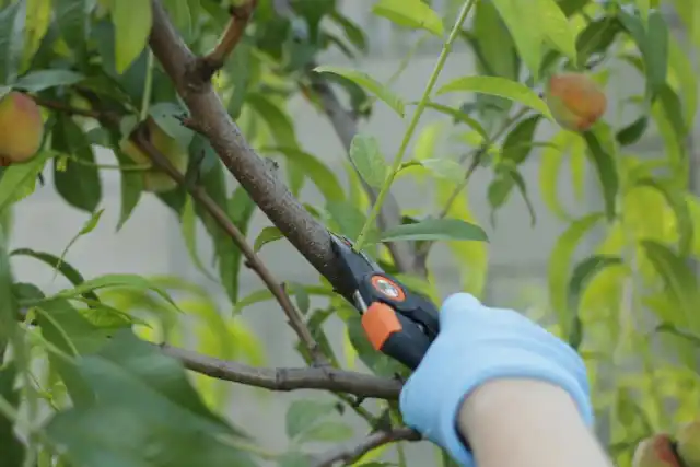 Летом вырезают молодые побеги, которые развиваются по направлению в глубь кроны