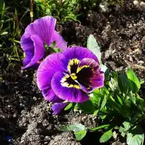 Анютины глазки