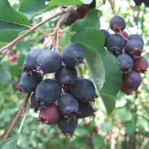 Ирга ольхолистная (Amelanchier alnifolia), сорт «Нортлайн»
