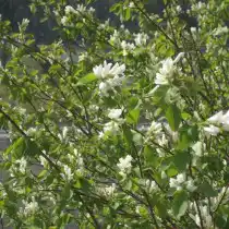 Ирга ольхолистная (Amelanchier alnifolia)
