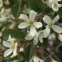 Ирга ютская (Amelanchier utahensis)