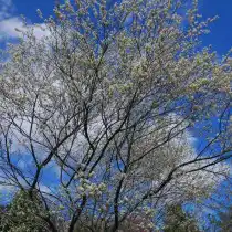 Ирга канадская (Amelanchier canadensis)