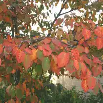 Ирга древовидная (Amelanchier arborea)