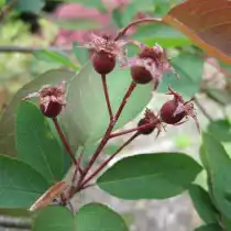Ирга бартрамовская (Amelanchier bartramiana)