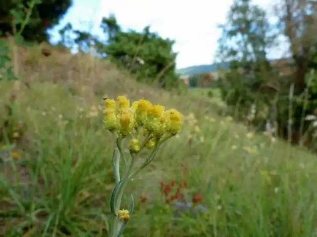 Перед лечением бессмертником песчаным стоит получить консультацию врача