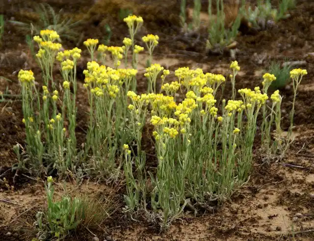 Бессмертник песчаный (Helichrysum arenarium)