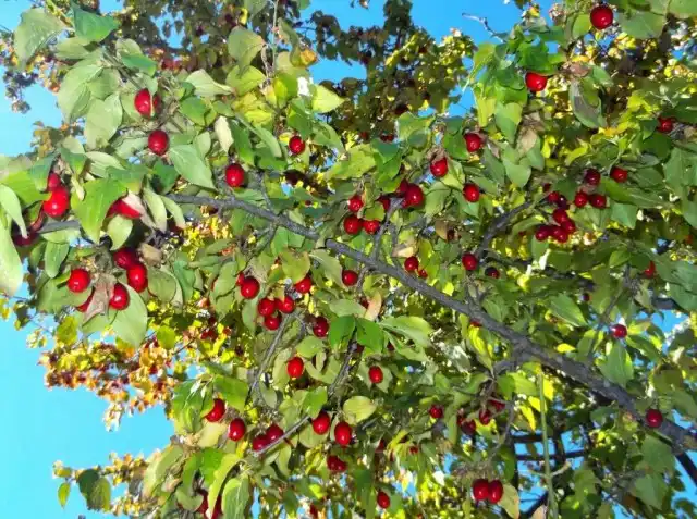 Кизил обыкновенный, или Кизил мужской (Cornus mas)