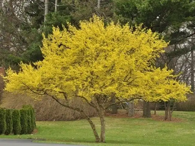Кизил обыкновенный (Cornus mas)
