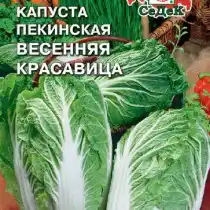Пекинская капуста «Весенняя красавица F1»
