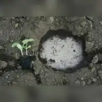Сеянцы арбуза готовые к высадке