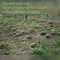 Урожай арбузов в открытом грунте