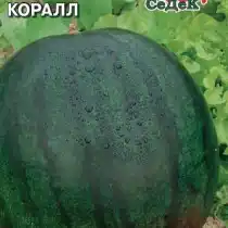 Арбуз «Коралл»