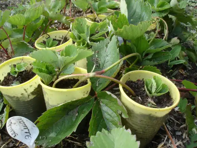 Доращивание усов в горшочках