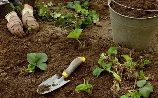 Посада на грядки усов клубники