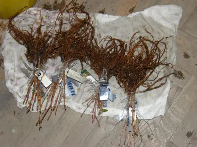 Укорененные черенки калины разных сортов