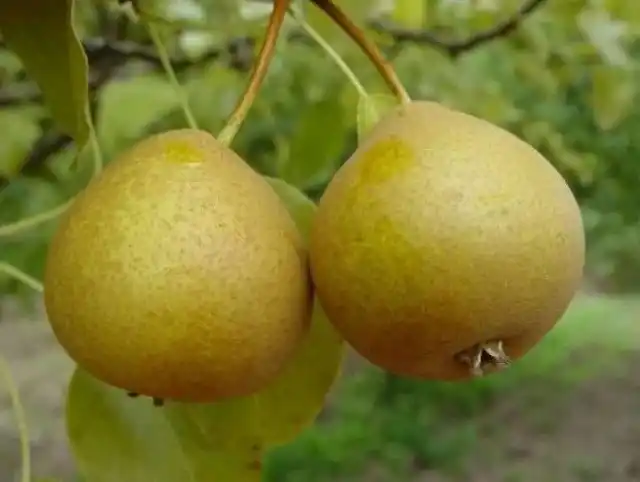 Груша Дюймовочка