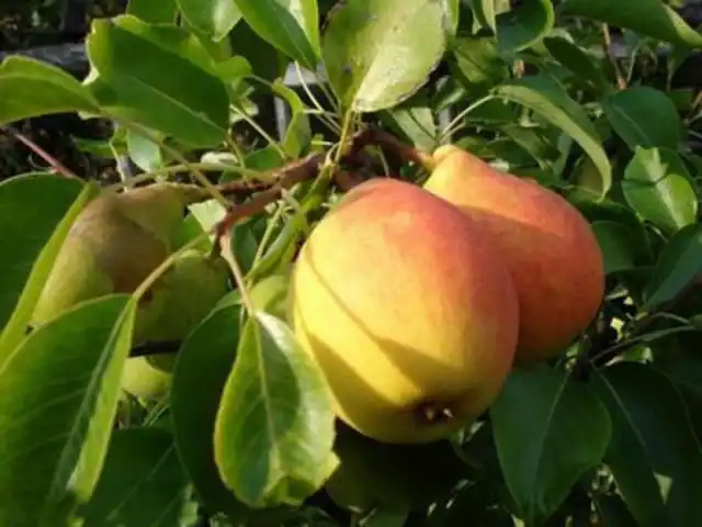 Груша Отрадненская