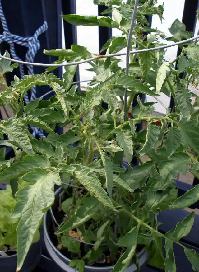 Дефицит кальция в листьях томата