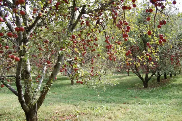 Яблоневый сад