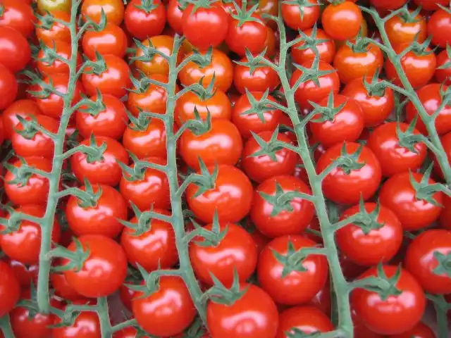 Урожай томатов черри на ветках