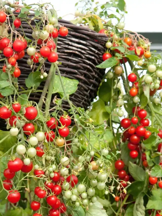 Ампельные томаты черри