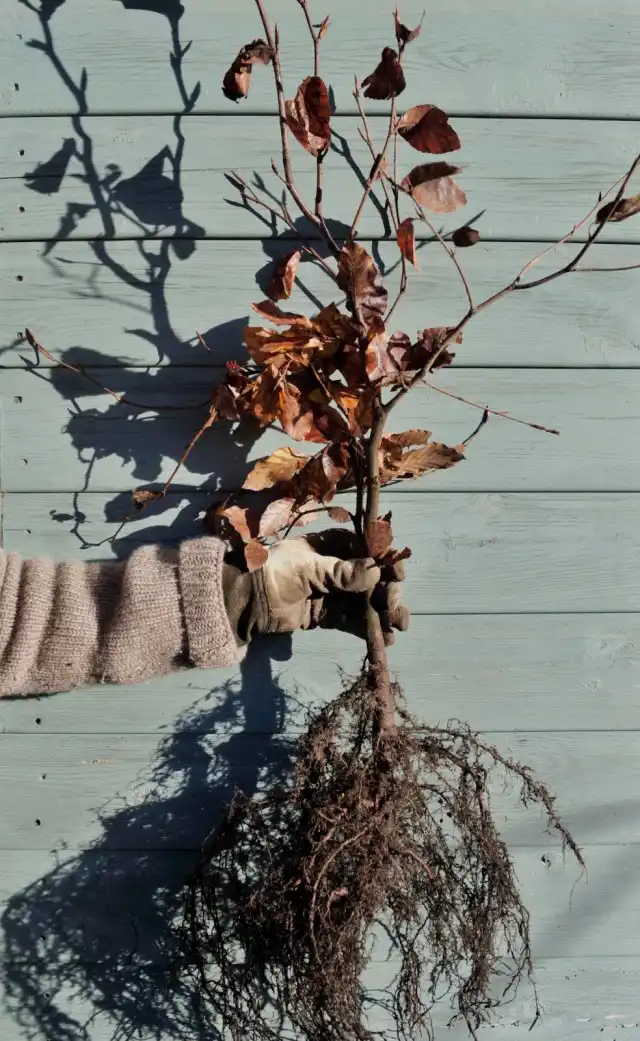 Саженец с открытой корневой системой