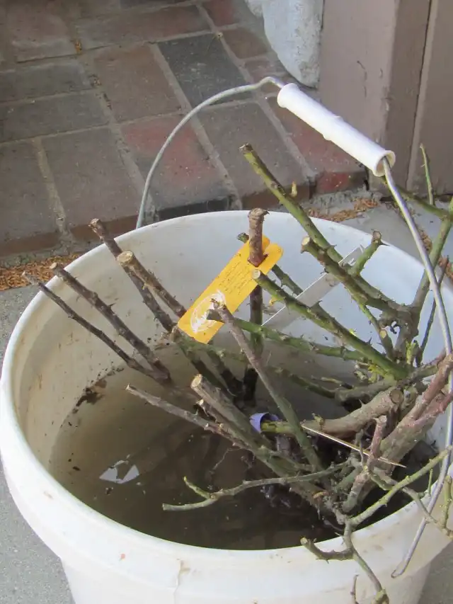 Реанимация саженцев водой